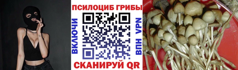 Псилоцибиновые грибы Psilocybe Очёр
